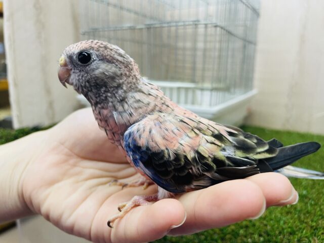 アキクサインコ（秋草インコ）