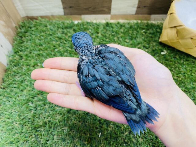 サザナミインコ