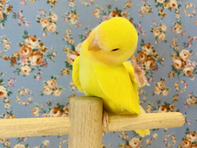 最新画像🌟激推し❤︎元気いっぱいアピールするよ🌞✨手乗りコザクラインコ(ルチノー)🪶✨ コザクラインコ(小桜インコ)