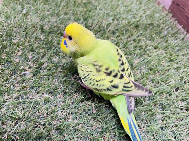 セキセイインコ