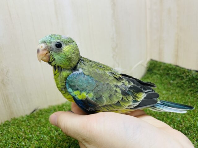 ビセイインコ（美声インコ）