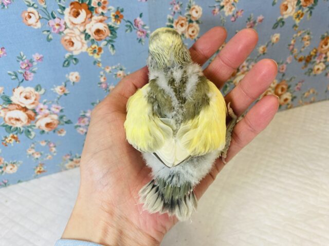 コザクラインコ（小桜インコ）