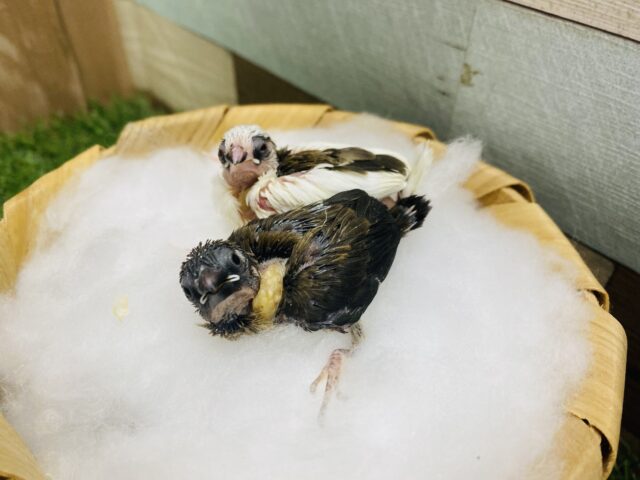 十姉妹（ジュウシマツ）