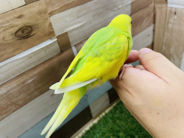 セキセイインコ