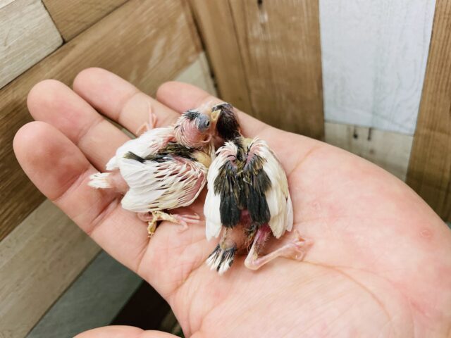 十姉妹（ジュウシマツ）