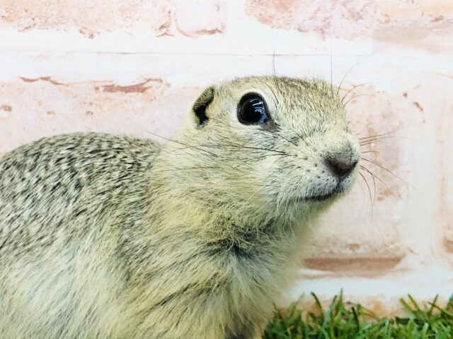 リチャードソンジリス