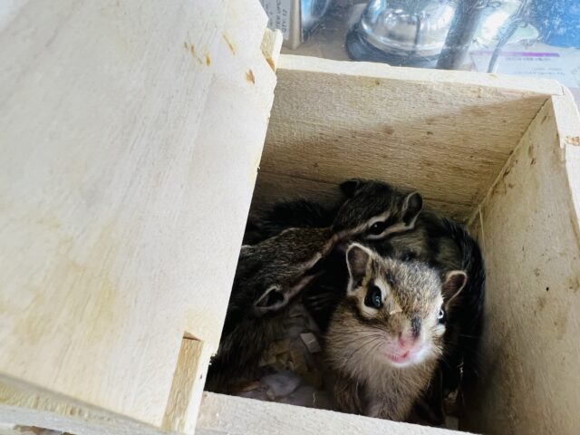 シマリス（ノーマル）