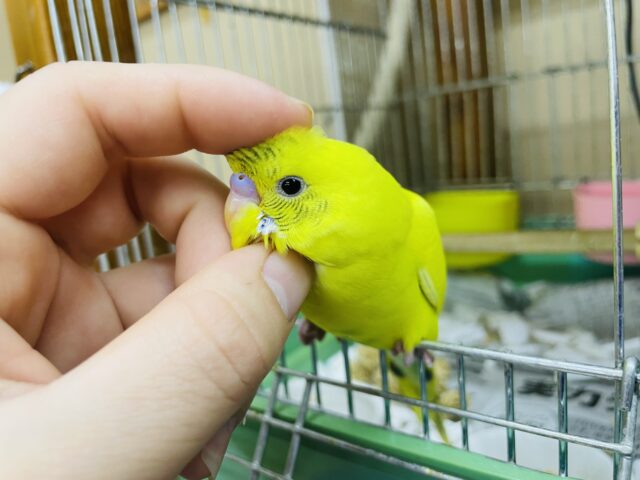 セキセイインコ