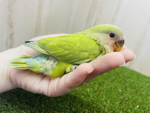 コザクラインコ（小桜インコ）