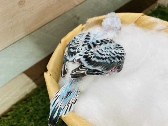 セキセイインコ