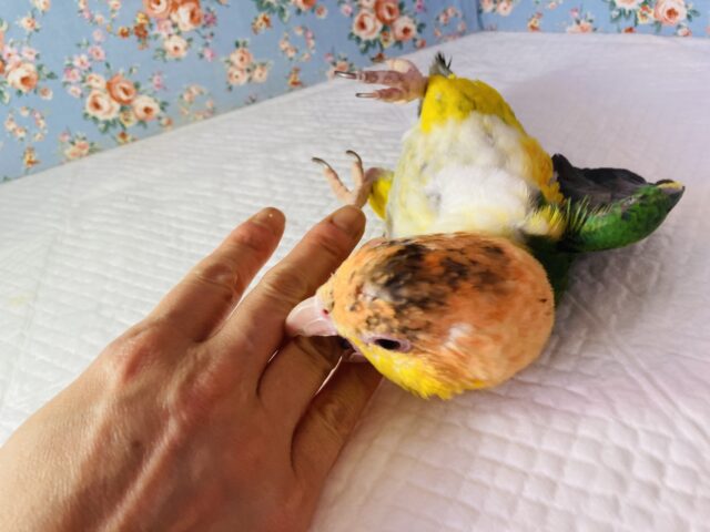 シロハラインコ