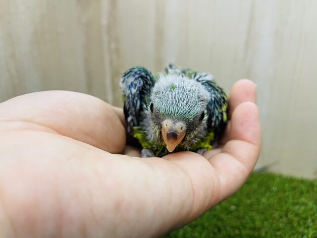 ビセイインコ（美声インコ）