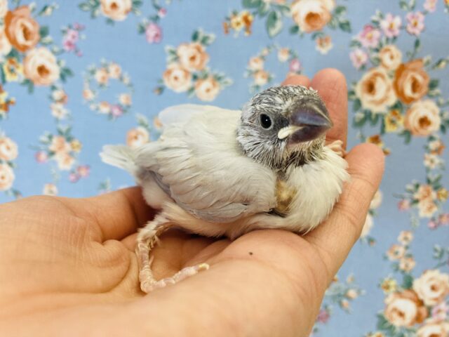 シルバー文鳥