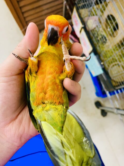 コガネメキシコインコ