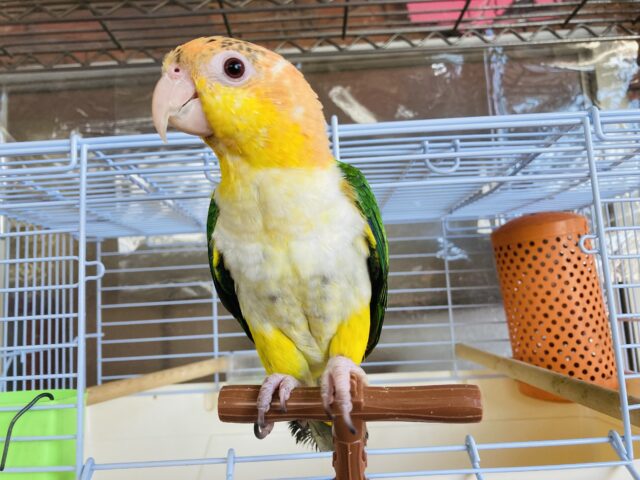 シロハラインコ