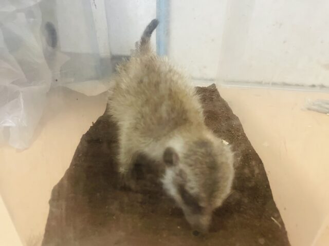 ミーアキャット