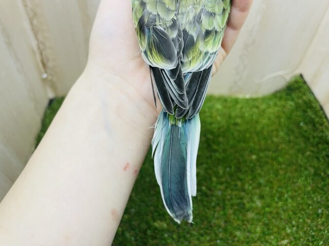 ビセイインコ（美声インコ）