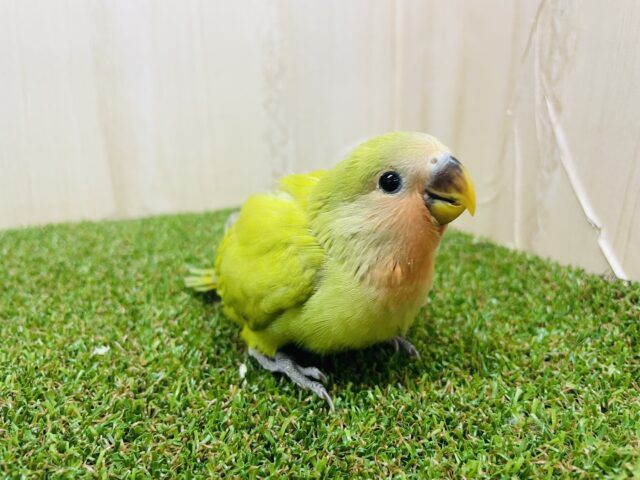 コザクラインコ（小桜インコ）
