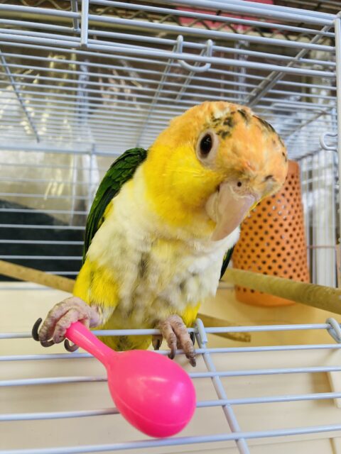 シロハラインコ