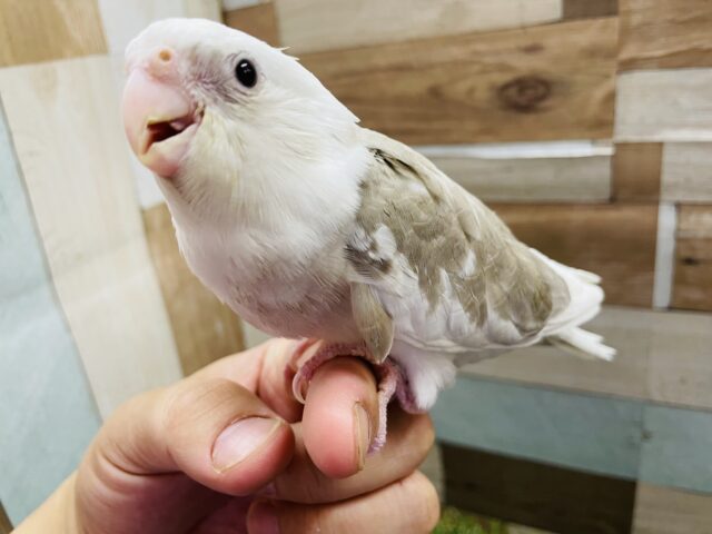 オカメインコ