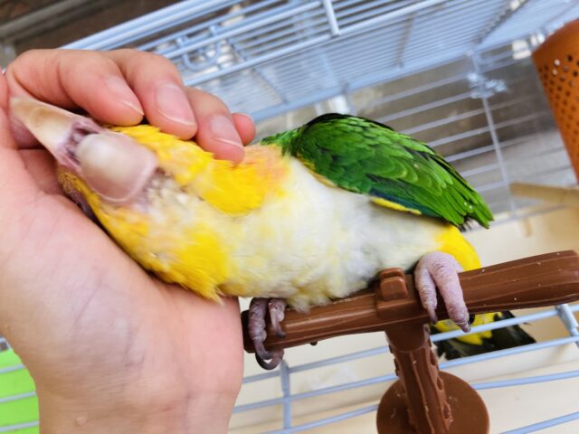 シロハラインコ