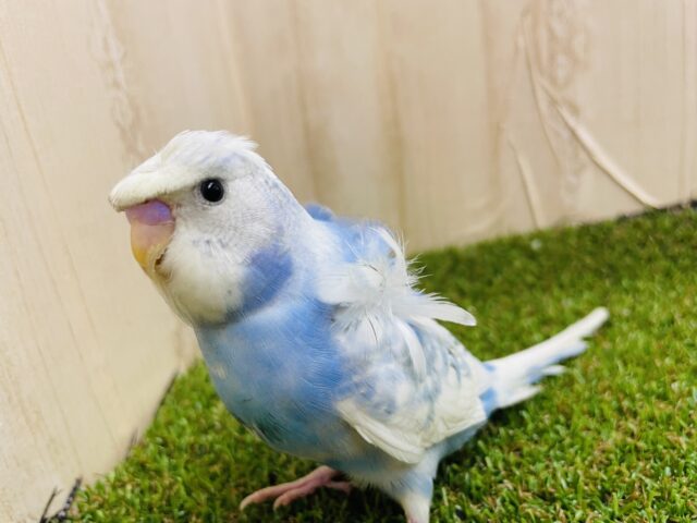 羽衣セキセイインコ