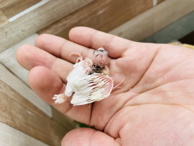 十姉妹（ジュウシマツ）