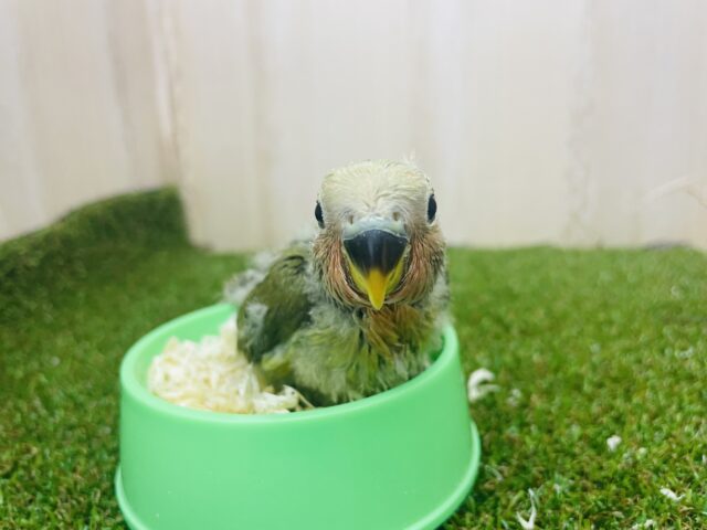 コザクラインコ（小桜インコ）