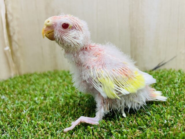 アキクサインコ（秋草インコ）