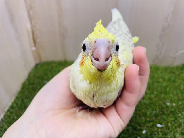 オカメインコ