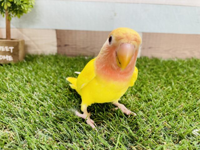 コザクラインコ（小桜インコ）