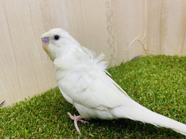 羽衣セキセイインコ