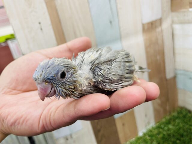 サザナミインコ