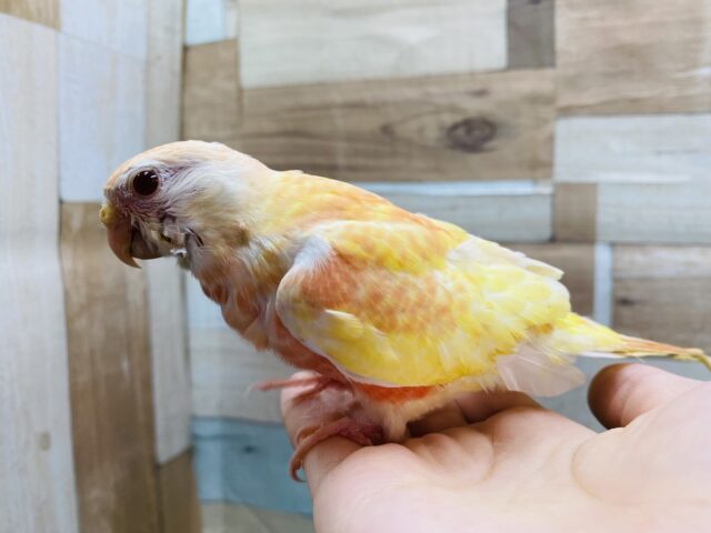 淡いピンクとイエローが素敵です⭐️アキクサインコ(ルビノー) アキクサインコ(秋草インコ)
