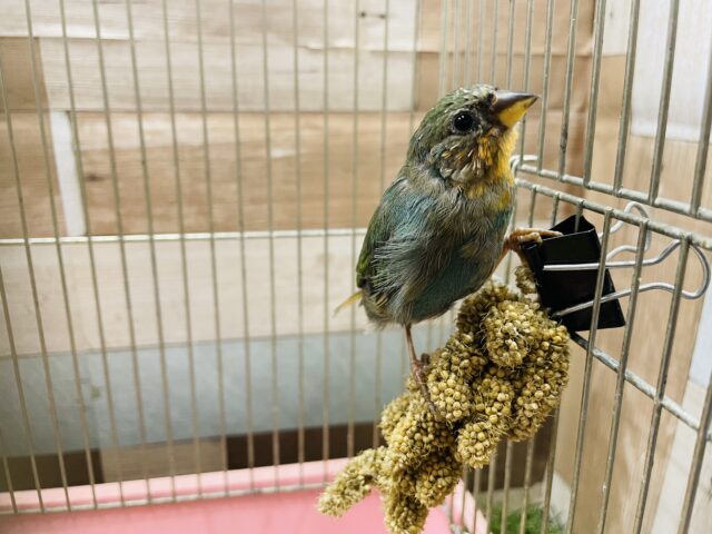 ヒノマルチョウ（日の丸鳥）