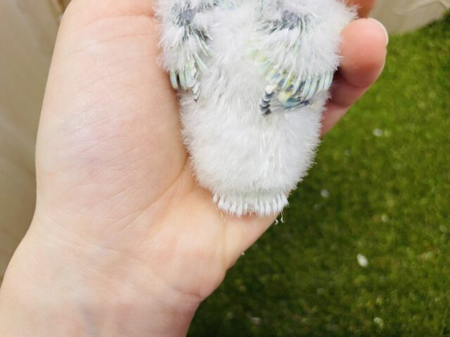 コザクラインコ（小桜インコ）