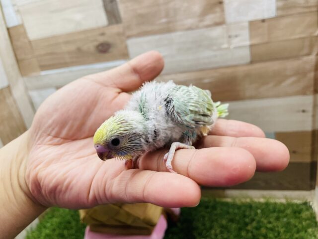 セキセイインコ