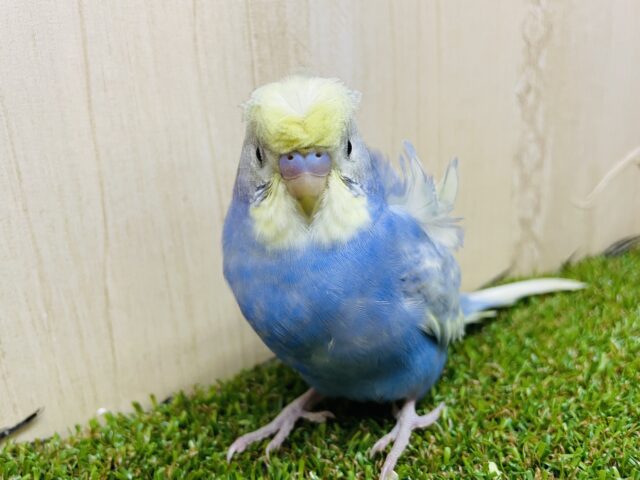 羽衣セキセイインコ