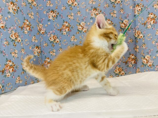 スコティッシュフォールド