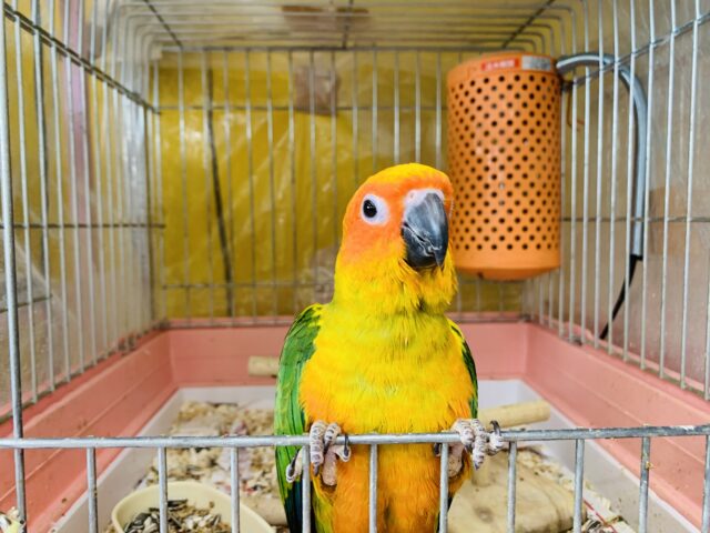 コガネメキシコインコ