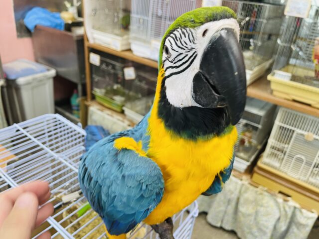 ルリコンゴウインコ