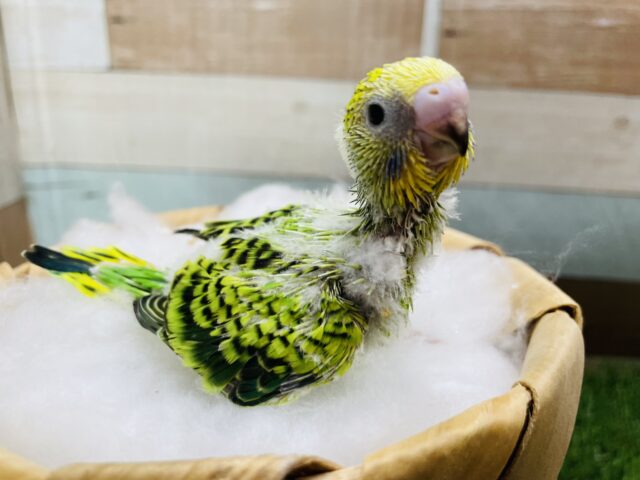 セキセイインコ