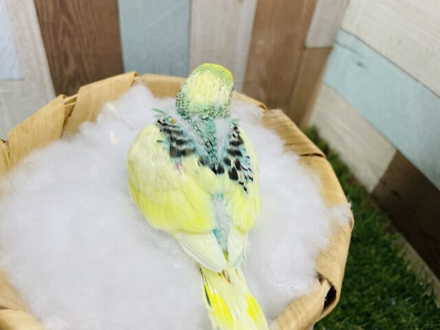 セキセイインコ