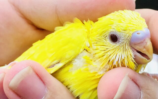 セキセイインコ