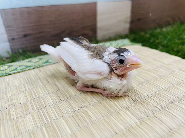 十姉妹（ジュウシマツ）