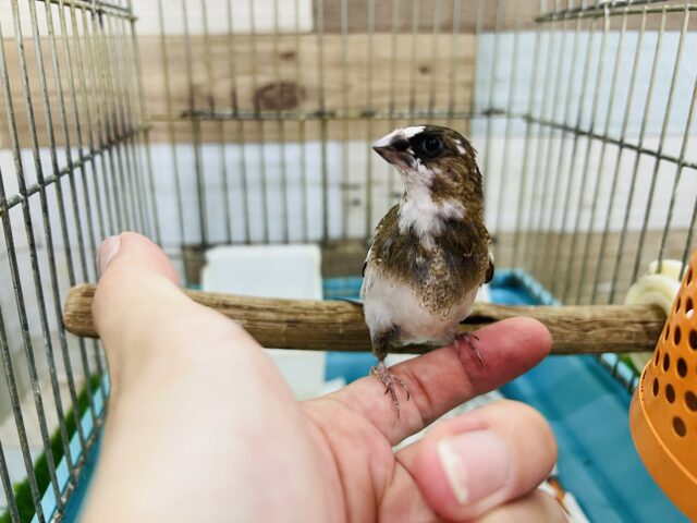 十姉妹（ジュウシマツ）