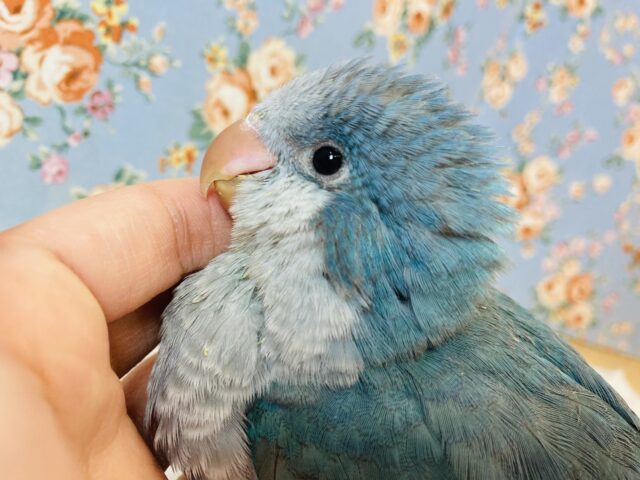 オキナインコ