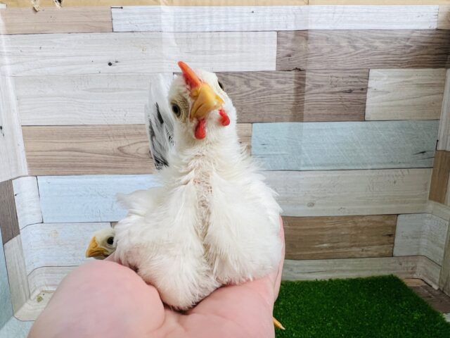 桂チャボ（カツラチャボ）