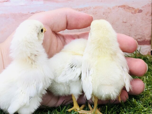 桂チャボ（カツラチャボ）