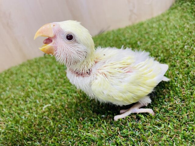 コザクラインコ（小桜インコ）